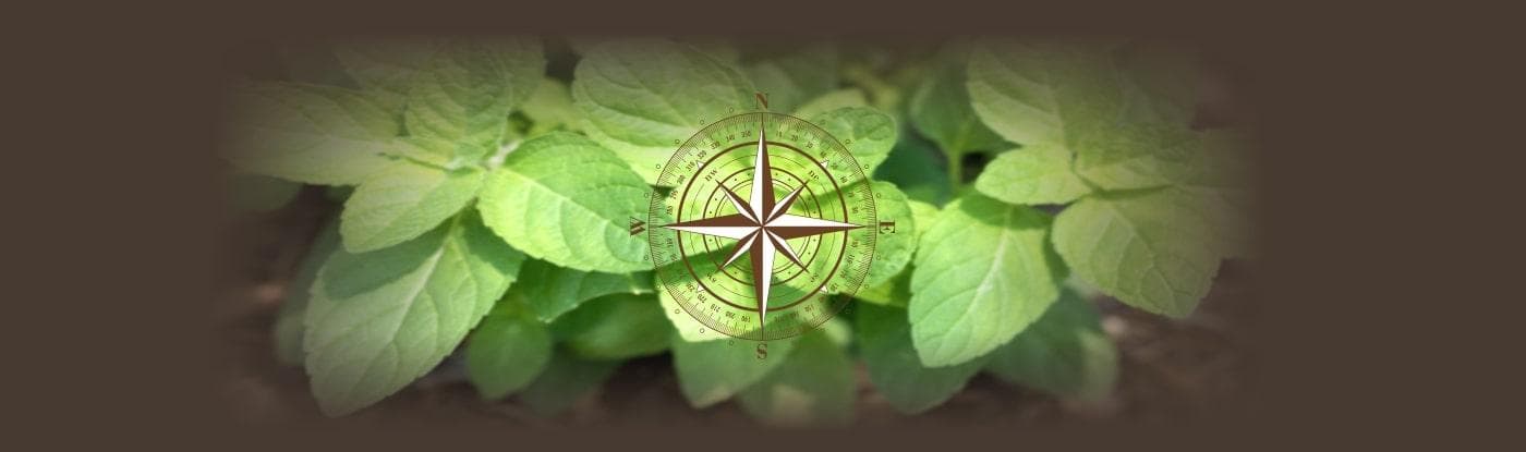 vastu approved plants which plants keep where