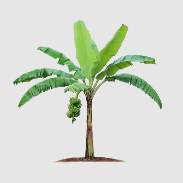 Banana Tree in Vastu Shastra 