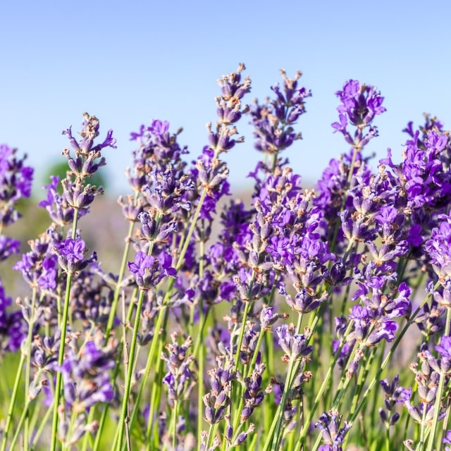Vastu Approved Lavender Plant 