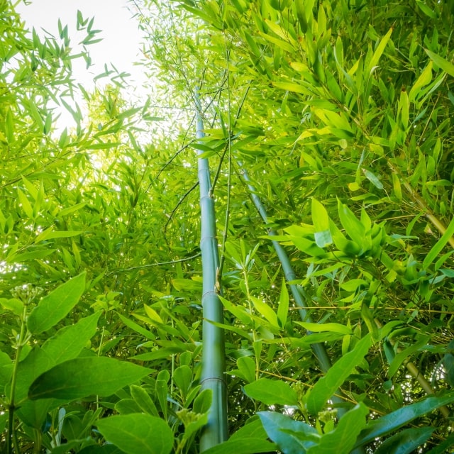 Auspicious Lucky Bamboo in Home 