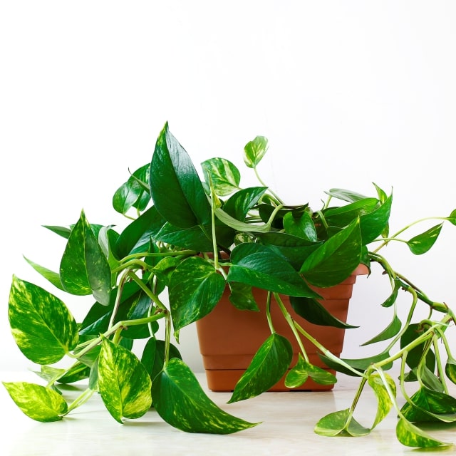 Money Plant Vastu Shastra 