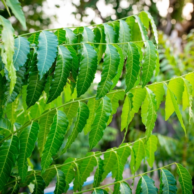 Medicinal Neem Tree in Vastu 