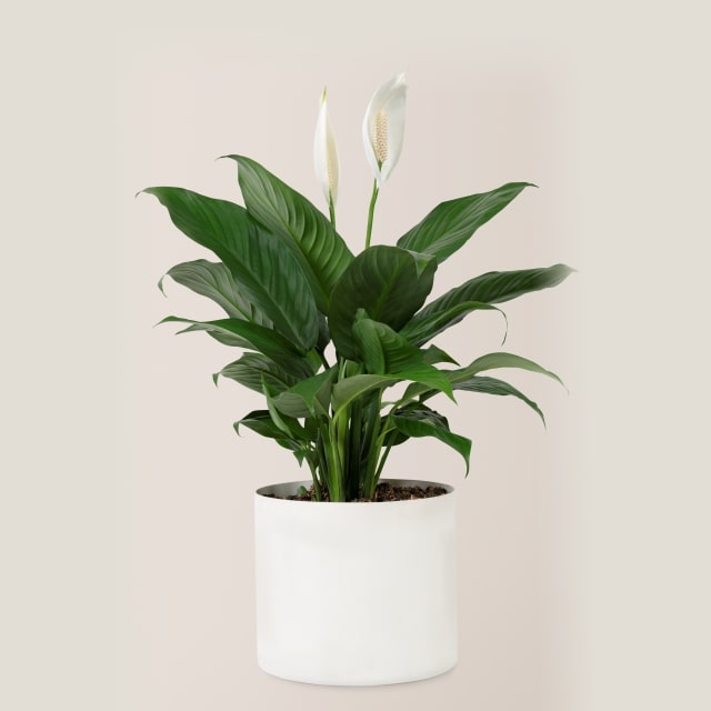 Outdoor Vastu Plant Peace Lily 