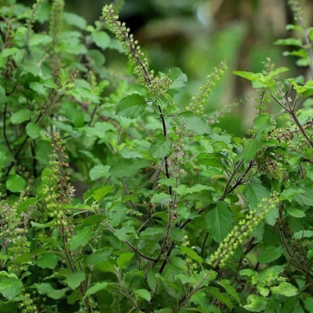 Holy Tulsi Plant for Home Vastu 