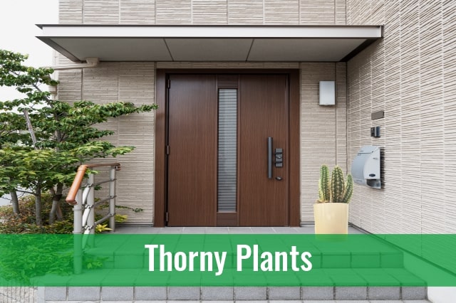 Thorny plants in Vastu creates friction in family 