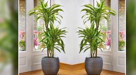 Vastu for Positivity at Home by Plants