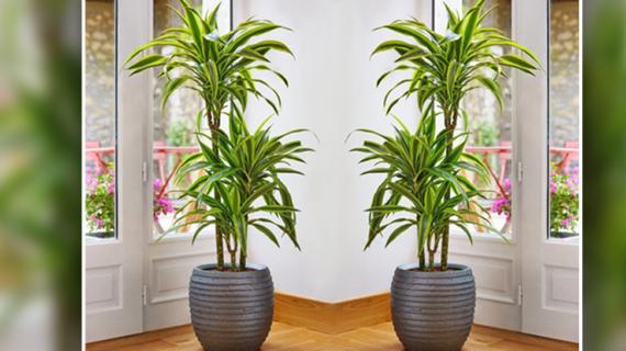 Vastu for Positivity at Home by Plants