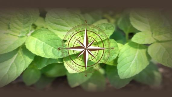Vastu Shastra Plant Guide and Directions To Keep The Plants