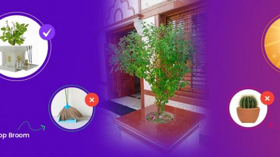 Vastu Shastra Tips for Keeping Tulsi Plant at Home