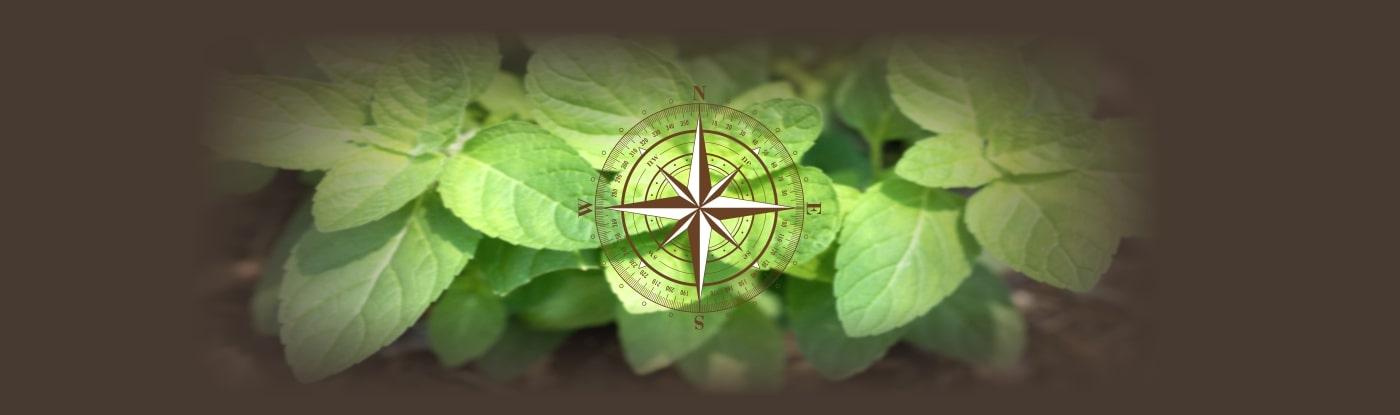 Vastu Shastra Plant Guide and Directions To Keep The Plants 