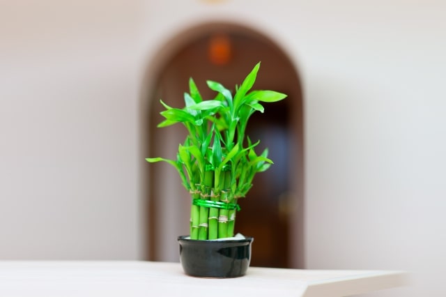 Bamboo plant on office desk